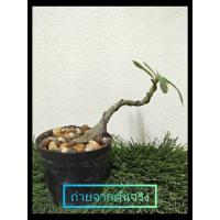ราคา ชวนชมจิ๋ว ทรงบอนไซ จัดส่งพร้อมกระถาง (10130181868)