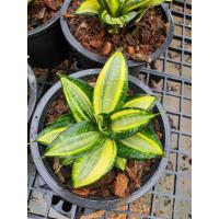 ราคา ต้นลิ้นมังกรแคระ ลิ้นมังกรฮานิอาย พันธุ์แคระ ต้นไม้ฟอกอากาศสุดฮิต ในกระถาง6นิ้ว ช่วยส่งเสริมโชคลาภ ช่วยกวักเงิน กวักทอง (12921466161)