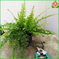 ราคา ต้นเฟิร์นบอสตัน ส่งพร้อมกระถาง 5.5นิ้ว ต้นเฟิร์น เฟิร์นบอสตัน (24376392982)