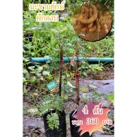 ราคา [4 ต้น] 360 ฿ มะขามยักษ์ฝักดาบ ฝักใหญ่ เนื้อเยอะ ลูกดก ปลูกง่าย นำไปแปรรูปขายได้ มีบริการเก็บเงินปลายทาง (7160419652)