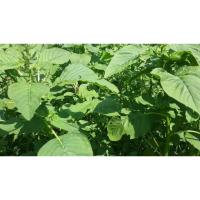 ราคา ต้นพันธุ์ ผักโขมเขียว ผักโขมแก้ว โขมเขียว พร้อมปลูกในถุงดำ 29บาท ผักโขม มีวิตามินเอสูง ผักขม ผักโหม ผักหม (27530146665)