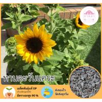ราคา เมล็ดพันธุ์ทานตะวันแคระ 10 เมล็ด (40267222798)