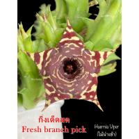 ราคา เก๋งจีน Huernia Viper(ไม้นำเข้า) *กิ่งเด็ดสด* แคคตัส ไม้อวบน้ำ Cactus and Succulent (23171935690)