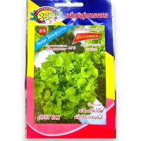 ราคา สลัด กรีนโอ๊ค green oak ประมาณ 200-300เมล็ด โปร (447261840)