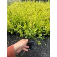 ราคา หลิวสีทอง นำโชค ต้นหลิวสีทอง หลิวทอง ต้นหลิวทอง ถุง 4 นิ้ว สินค้ามาใหม่ (27102305363)