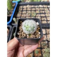 ราคา แมมขนนกขาว(Mammillaria Plumosa) (8844241291)