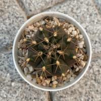 ราคา ยิมโนผิวสวยผิวเนียนมาก ผิวเขียวอมม่วง กระถาง 3 นิ้ว (3136171035)