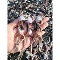 ราคา เขียดนาตากแห้ง ( 100 กรัม ) เขียดแห้ง ตากแห้ง 100% หมักปรุงรสอร่อย ไม่เค็ม เก็บได้นานเป็นปี (26909511622)