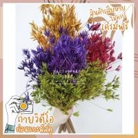 ราคา ดาวกระจาย หญ้าแห้ง ดอกไม้แห้งธรรมชาติตากแห้งจริง ดอกหญ้า ดอกไม้ ดอกหญ้า (7520008146)
