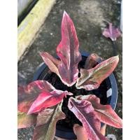 ราคา บอนสีลูกไม้ใบหอกด่าง ในกระถาง 4“-5” (24065834648)