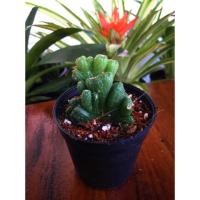 ราคา หยกนำโชค (362008041)