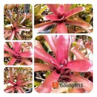 ราคา ขายหน่อสับปะรดสี #พิเศษ 5แถม1 หน่อคละพันธุ์ #สับปะรดสีไฟร์บอล โดนแดดจะแดงขึ้นค่ะ ไม้แดด ส่งแบบถอดกระถาง(มีของพร้อมส่ง) (8955944922)