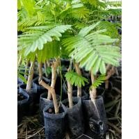 ราคา ต้นชะอมไร้หนาม1ชุด10ต้นปักชำ หรือหนามน้อยนิยมตัดยอดทานขายสร้างรายได้แตกใบมีจำกัด (17596474940)