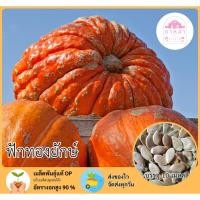 ราคา ฟักทองยักษ์ 10 เมล็ด (27741562427)