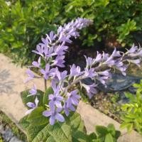 ราคา ต้นพวงคราม ออสเตรเลีย (7912844183)