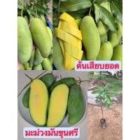 ราคา มะม่วงมันขุนศรี 1 ต้น (28057556046)