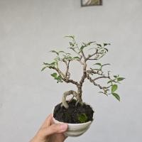 ราคา บอนไซเชอรี่แคระ #ของฝากปีใหม่ #บอนไซไม้จิ๋ว (53001500280)