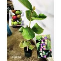 ราคา ต้นองุ่นทะเล (ตอนกิ่ง) (43215379765)