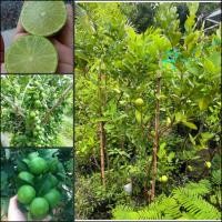 ราคา ต้นมะนาวแป้น พันธุ์สุขประเสริฐ ส่งแบบแข่งใหญ่ๆติดลูก ให้ผลดกทั้งปี น้ำดี มีกลิ่นหอม ไม่มีเมล็ด เปลือกบาง ทนต่อโรคได้ดี (26491372362)