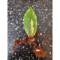 ราคา กวักมรกตด่างเหลืองกวักมรกตด่างเหลืองเลม่อนกวักมรกตดำด่างกวักมรกตแคระด่าง (25282625791)