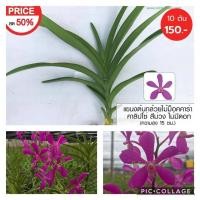 ราคา แขนงกล้วยไม้ม็อคคาร่า พันธุ์คาลิปโซ่ 10 ต้น สีม่วง (10 Mokara Purple Calypso Orchid Plants) (9817146817)