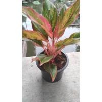 ราคา ต้นแสงเงินแสงทอง/แก้วกาญจนา(ไม้มงคล) (9173129101)