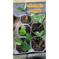 ราคา กวักมรกตด่างจากการชำใบ (14478334797)