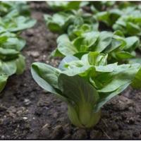 ราคา เมล็ดพันธุ์ผักกวางตุ้งฮ่องเต้บรรจุ2000เมล็ด (20782569848)