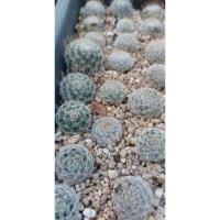 ราคา แมมดูไว ไม้รากดอกขาว (19153563340)