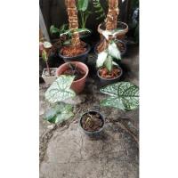 ราคา บอนสี ยอดฮิต อิเหนา ไม้ประดับ บอน พันธุ์ไม้ประดับ (10450436789)