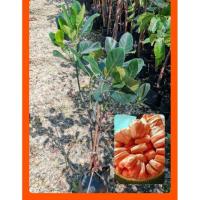 ราคา ขนุนแดงสุริยา​ กิ่งทาบขนาด​70-80ซม (6713763044)