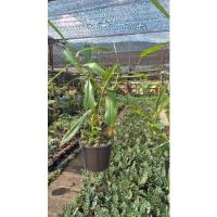 ราคา หม้อข้าวหม้อแกงลิงพืชกินแมลง (9462979723)