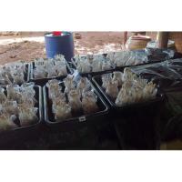 ราคา ก้อนเห็ดโคนน้อยพร้อมเปิดดอก ชุด 6 ก้อน พร้อมวิธีดูแล (3524459700)