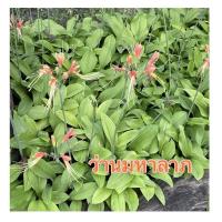 ราคา ว่านมหาลาภ หรือ ว่านกวักนางพญาหงสาวดี (6058963344)