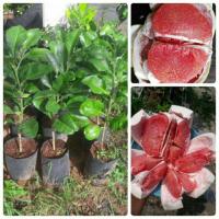 ราคา #ต้นส้มโอทับทิมสยาม แท้100% #ส้มโอทับทิมสยามปากพนัง (5106780117)