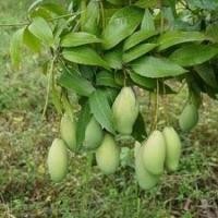 ราคา ต้นมะม่วง พันธุ์ แก้ว ลูกดก ทาบกิ่ง ลำต้นสูง 70-80 ซม จัดส่งพร้อมถุง 8 นิ้ว (9978545346)