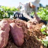 ราคา มันหวานญี่ปุ่นเบนิ ฮารุกะ L Premium นำเข้าจากญี่ปุ่น 1 KG (20789330175)