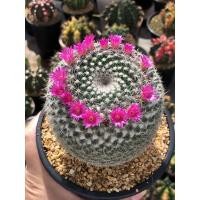 ราคา ต้นกระบองเพชร แมมฮาเนียน่า แมมแม่เฒ่า ไม้เมล็ด ขนาดกระถาง 2 นิ้ว (10316781015)