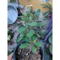 ราคา โป๊ยเซียนแคระ โป้ยเซียน ต้นโป๊ยเซียนแคระ (14217670495)