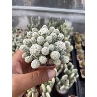 ราคา ต้นกระบองเพชร แมมตุ๊กตาญี่ปุ่น Vetula gracilis#mammillaria #แมมมิลาเรีย #cactus (11532888834)