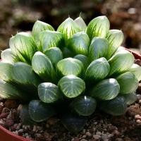 ราคา ฮาโวเทียหยดน้ำฟอร์มกอ "Haworthia cooperi var. obtusa" (6712347987)