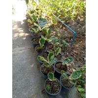 ราคา ไทรใบสักด่างไม้ยืนต้น (9406641309)