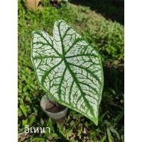 ราคา บอนสี อิเหนา บอนสีอิเหนา ไม้มงคล ไม้ประดับ (13453260862)