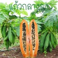 ราคา มะละกอแก้วกลางดง ต้นเตี้ยถูกที่สุด15บ.เมล็ดพันธุ์มะละกอแก้วกลางดง 5 เมล็ดปลูกง่ายต้นเตี้ยผลดก (10664111167)