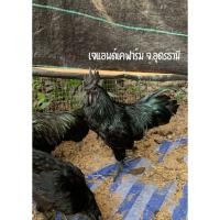 ราคา ไข่เชื้อไก่ดำอินโด (เลือด100%) ฟองละ 50 บาท (28706173631)