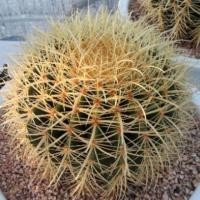 ราคา Cake Cactus Farm กระบองเพชร Echinocactus grusonii ถังทองไซด์ใหญ่ (5909977835)