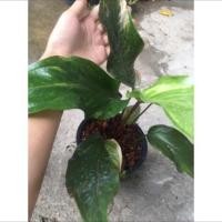 ราคา ต้นโชคเก้าชั้น หรือหน้าวัว (7942339638)