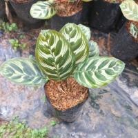 ราคา ต้นคล้าแววมยุรา ไม้มงคล (8071469763)