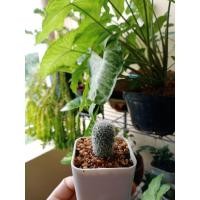 ราคา Mammillaria Geminispina (แมมเข็มเงิน) (5354118331)