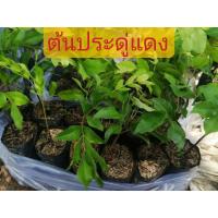 ราคา ต้นประดู่แดง​ ไม้ป่าหายาก​ ดอกสีแดง​ ต้นประดู่​แดง​ สูง​ 15-20​ ซม. (19012314591)